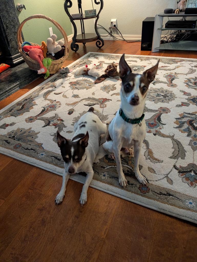 Enlarge Bonnie, a ADOPTABLE Rat Terrier in Wingdale, NY image 3/3