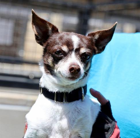 Enlarge Bonnie, a ADOPTABLE Rat Terrier in Wingdale, NY image 2/3