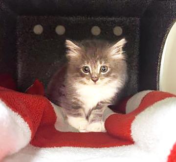 Mabel, adopted, Kitten Female Domestic Short Hair.
