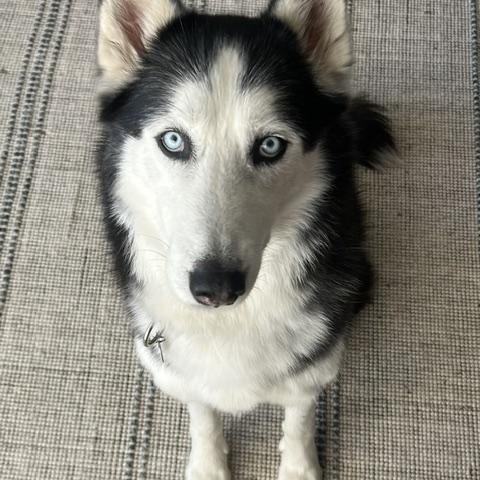 Enlarge Ghost, a Adoptable Siberian Husky in Napa, CA image 3/6
