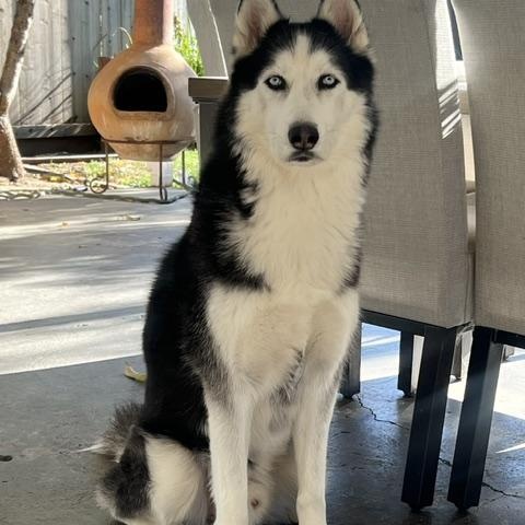 Enlarge Ghost, a Adoptable Siberian Husky in Napa, CA image 1/6