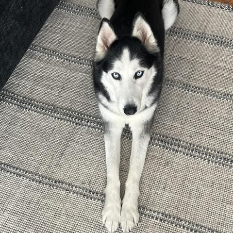 Enlarge Ghost, a Adoptable Siberian Husky in Napa, CA image 6/6