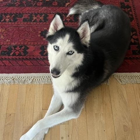 Enlarge Ghost, a Adoptable Siberian Husky in Napa, CA image 4/6