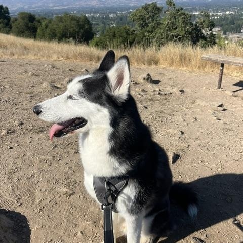 Enlarge Ghost, a Adoptable Siberian Husky in Napa, CA image 2/6