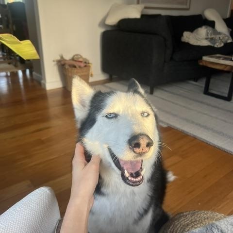 Enlarge Ghost, a Adoptable Siberian Husky in Napa, CA image 5/6
