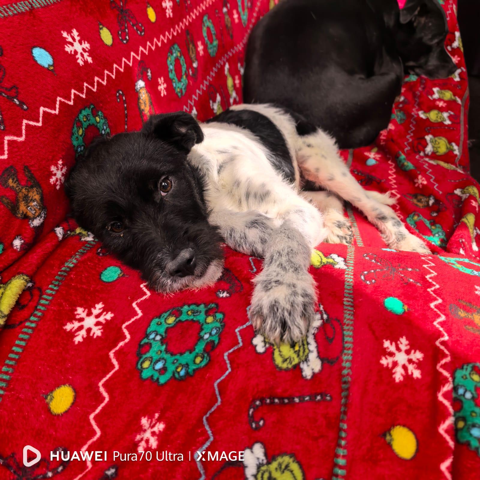 Enlarge DIEGO, an adopted Terrier in Georgetown, TX image 4/4