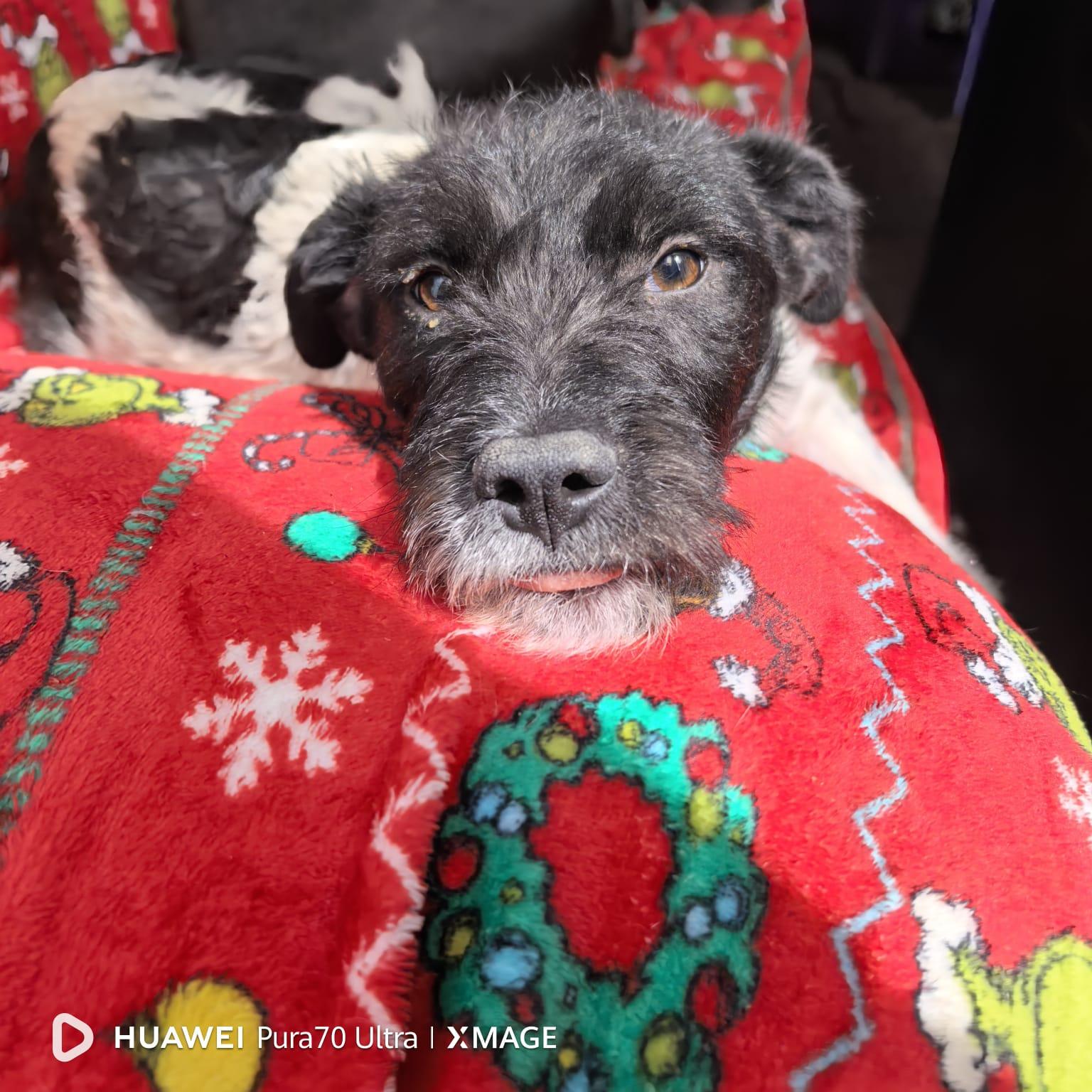 DIEGO, adopted, Young Male Terrier.