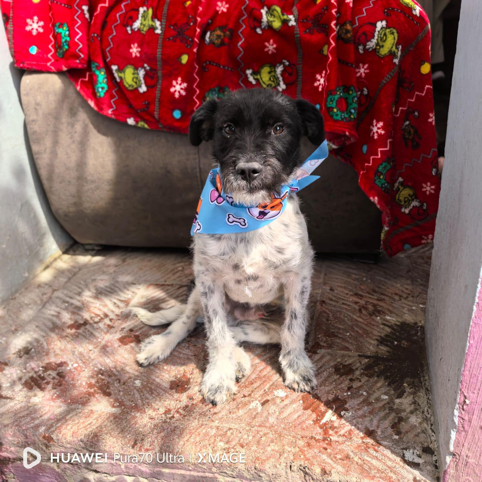 Enlarge DIEGO, an adopted Terrier in Georgetown, TX image 3/4