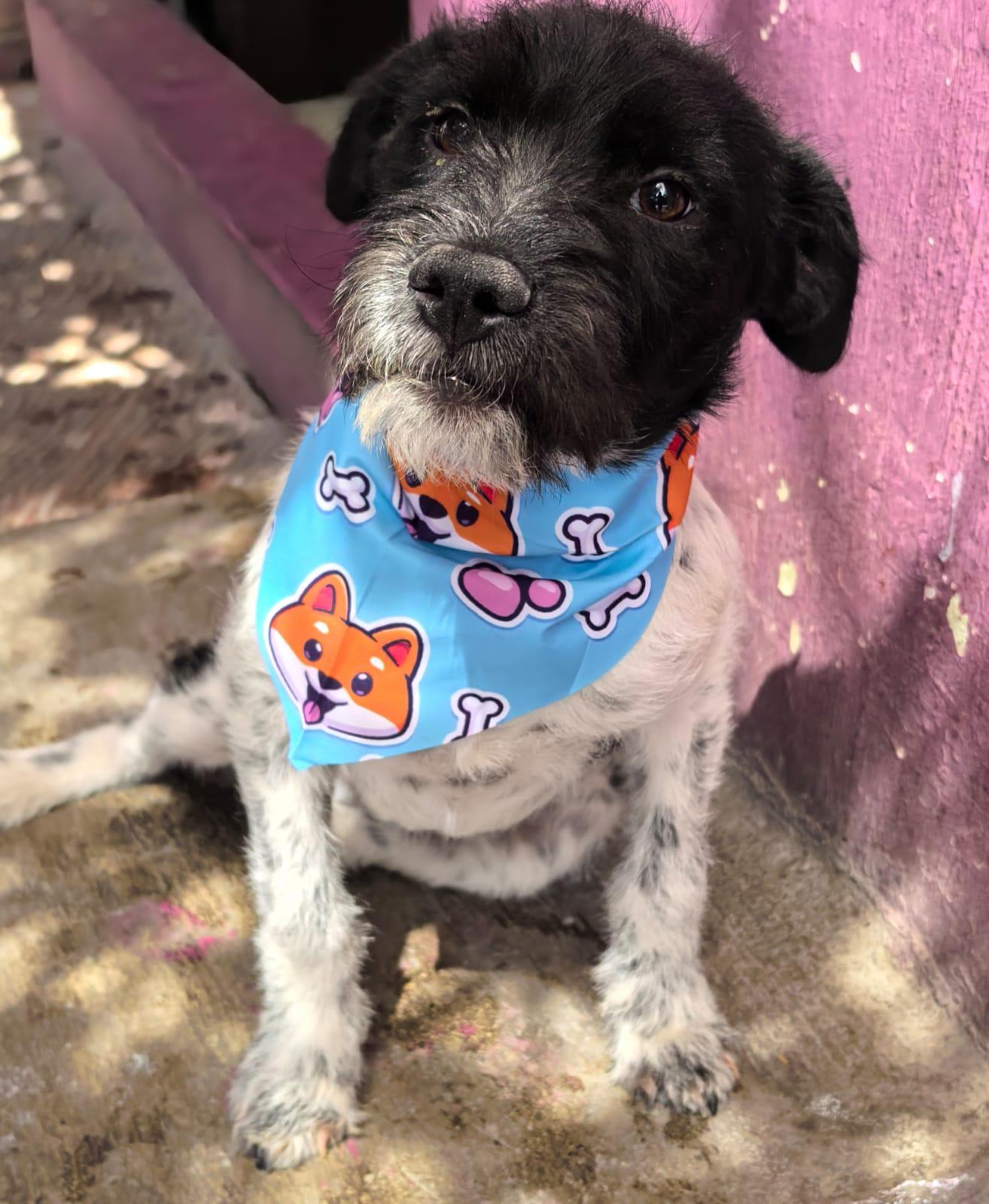 Enlarge DIEGO, an adopted Terrier in Georgetown, TX image 2/4