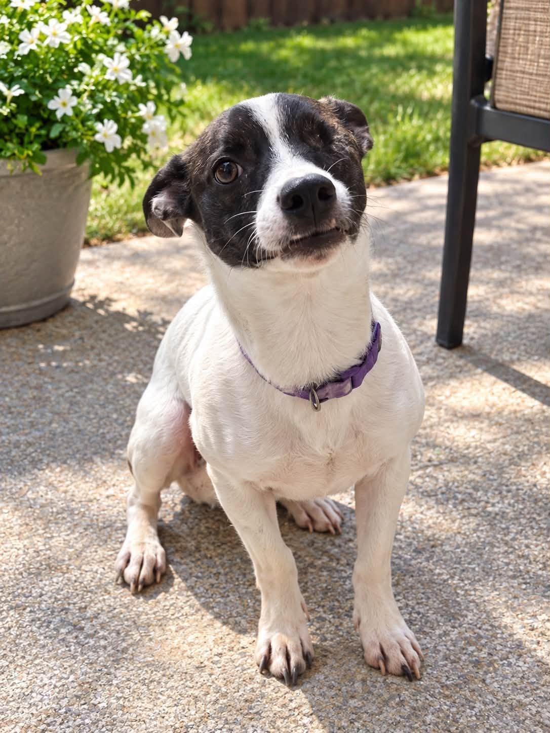 Enlarge Ronnie, a Adoptable Jack Russell Terrier in Allen, TX image 4/5