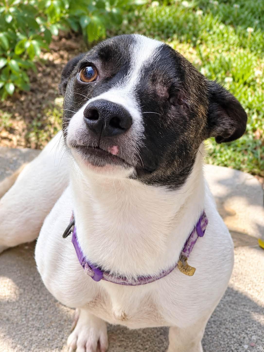 Enlarge Ronnie, a Adoptable Jack Russell Terrier in Allen, TX image 5/5