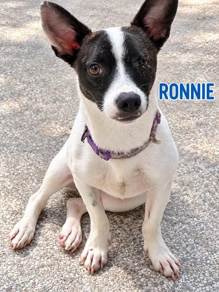 Enlarge Ronnie, a Adoptable Jack Russell Terrier in Allen, TX image 2/5