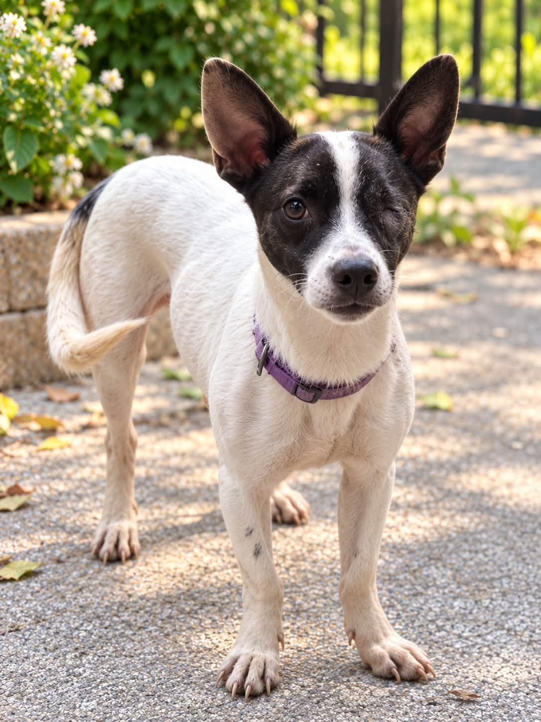Enlarge Ronnie, a Adoptable Jack Russell Terrier in Allen, TX image 3/5