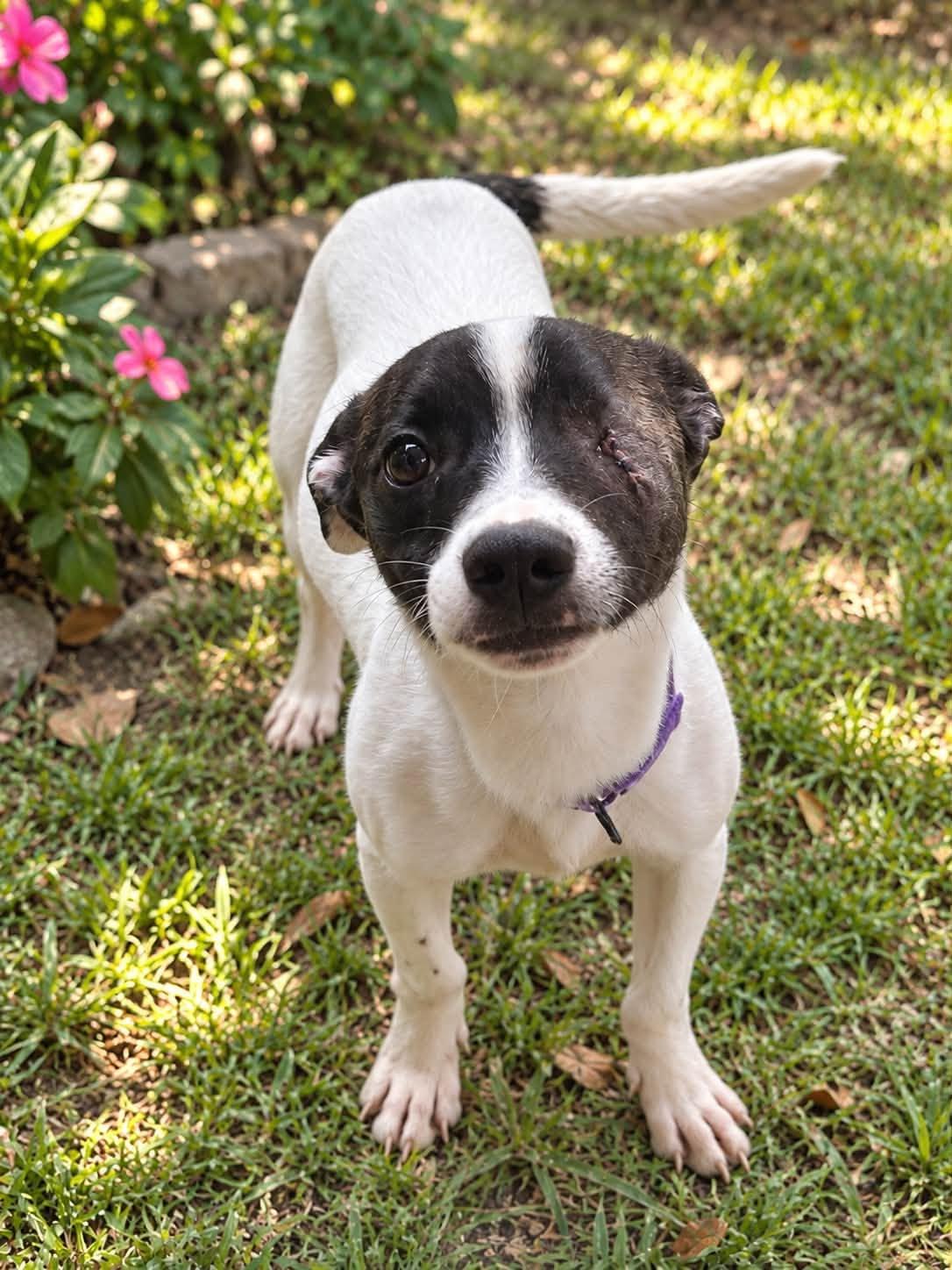 Enlarge Ronnie, a Adoptable Jack Russell Terrier in Allen, TX image 1/5