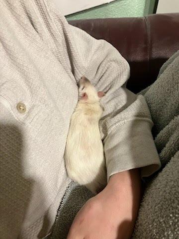 Chicken Bone, a Adopted Rat in Eagle Mountain, UT image 2/2