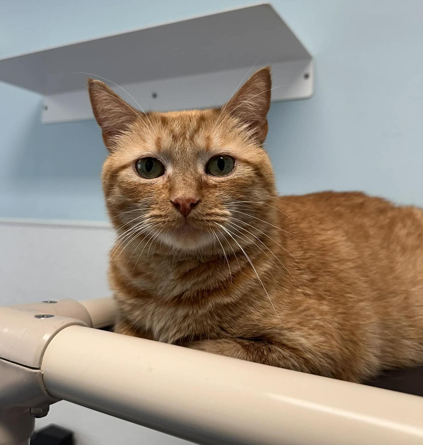 Morris, Adoptable, Young Male Domestic Short Hair.