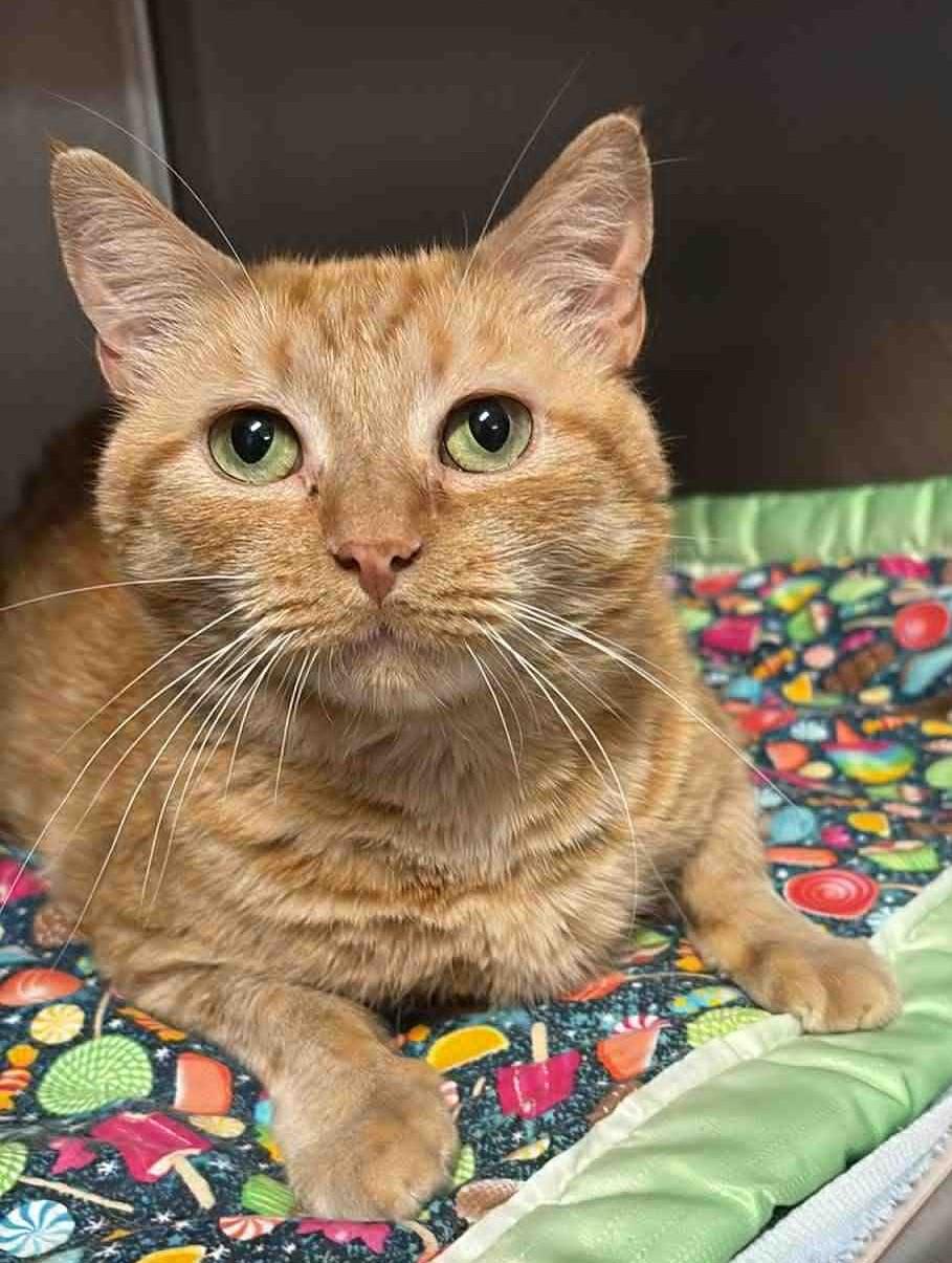 Morris, a Adoptable Domestic Short Hair in Bridgewater, NJ image 2/2