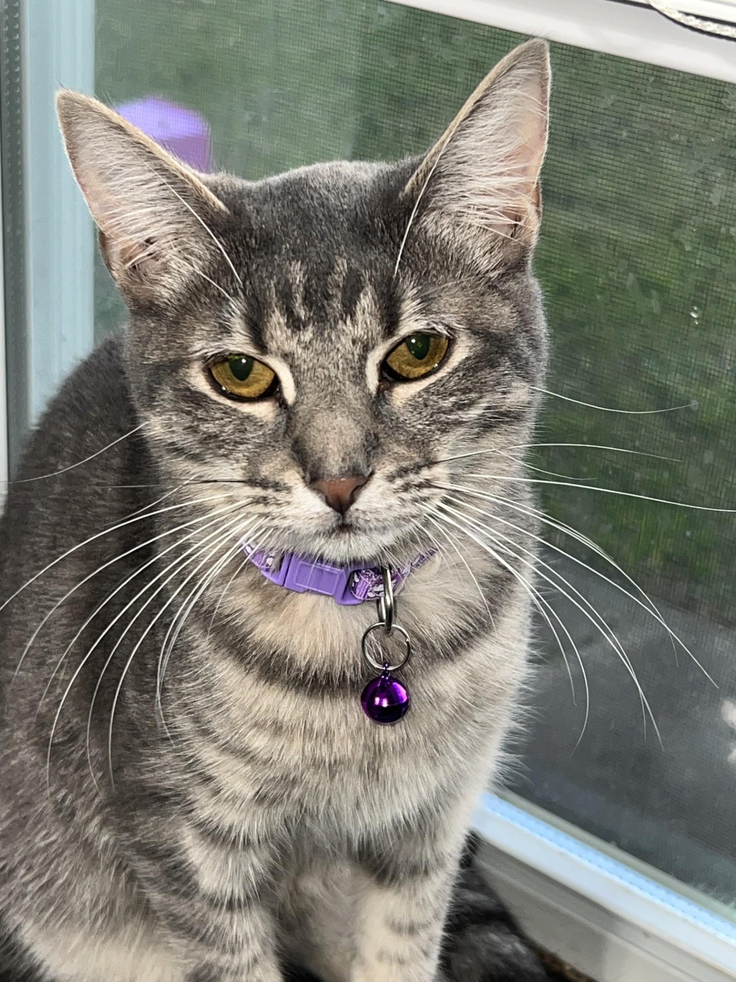 Enlarge Linus & Pearl, a Adoptable Domestic Short Hair in South Holland, IL image 6/6
