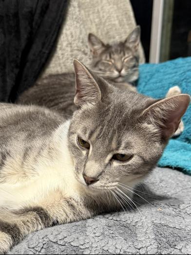 Enlarge Linus & Pearl, a Adoptable Domestic Short Hair in South Holland, IL image 1/6