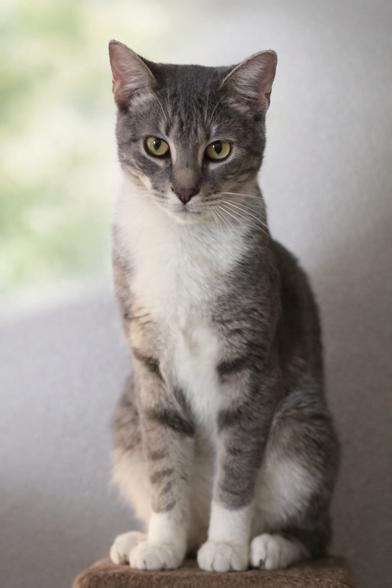 Enlarge Linus & Pearl, a Adoptable Domestic Short Hair in South Holland, IL image 5/6