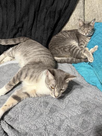 Enlarge Linus & Pearl, a Adoptable Domestic Short Hair in South Holland, IL image 4/6