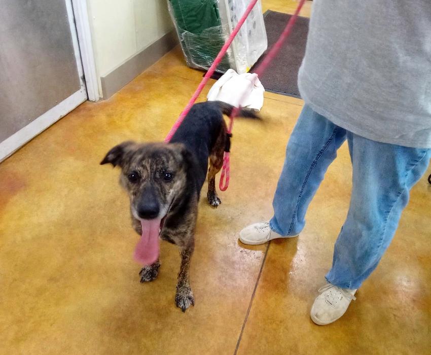 Enlarge Wrangler, a Adoptable mixed breed in Austin, MN image 1/3