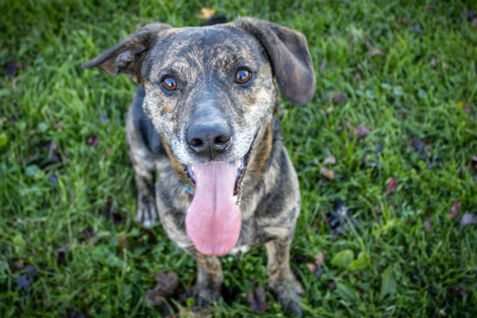 Enlarge Wrangler, a Adoptable mixed breed in Austin, MN image 2/3