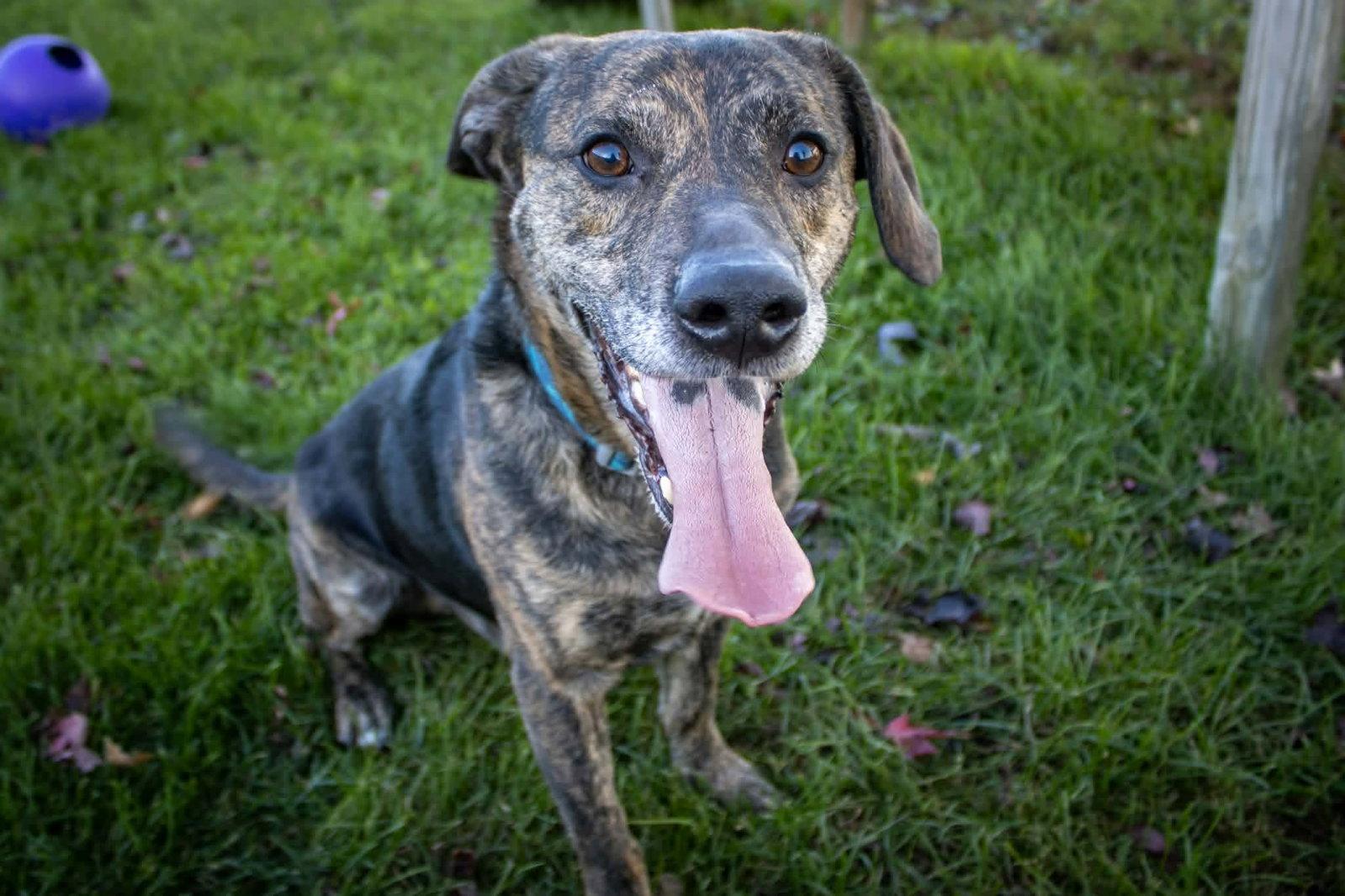 Enlarge Wrangler, a Adoptable mixed breed in Austin, MN image 3/3