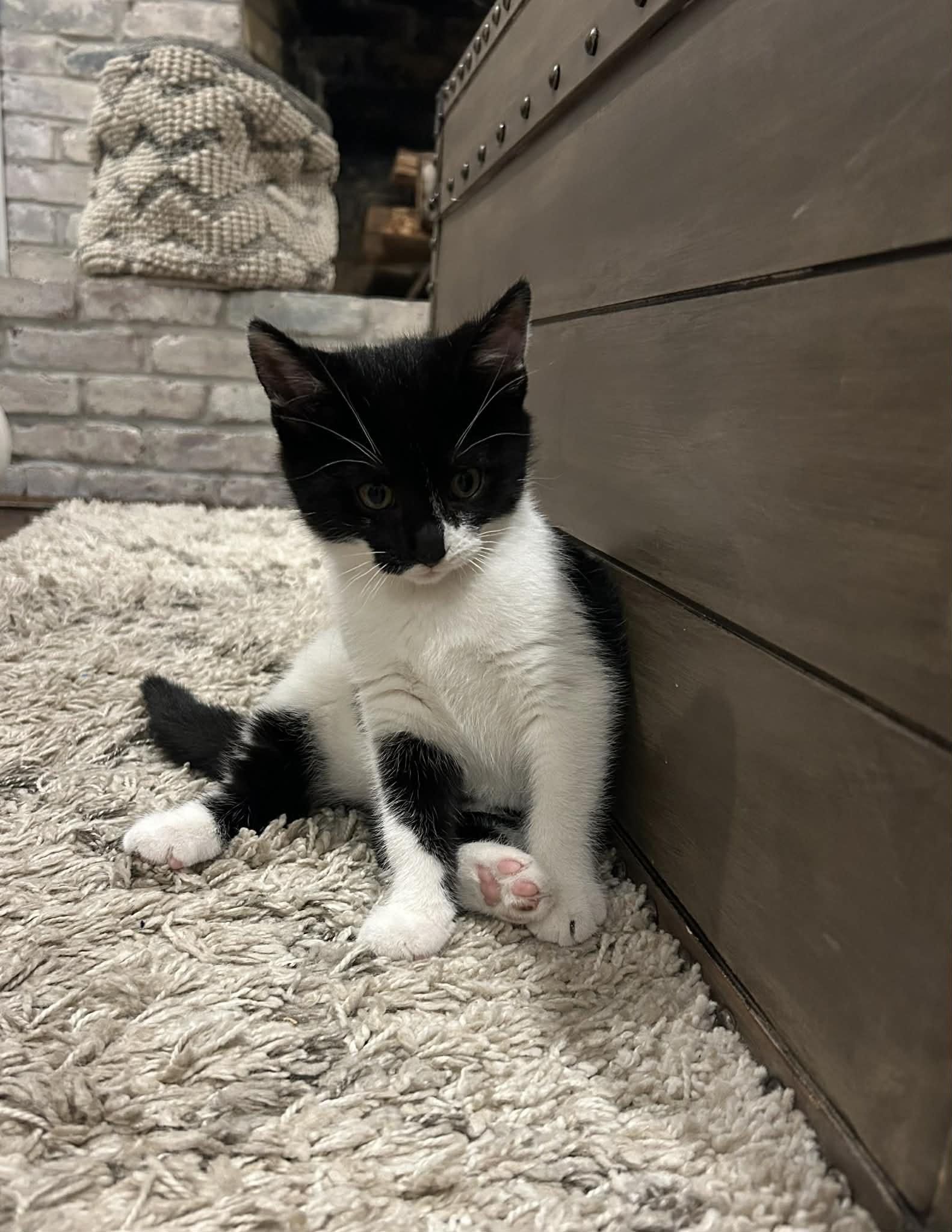 Lucy, ADOPTABLE, Kitten Female Domestic Short Hair.