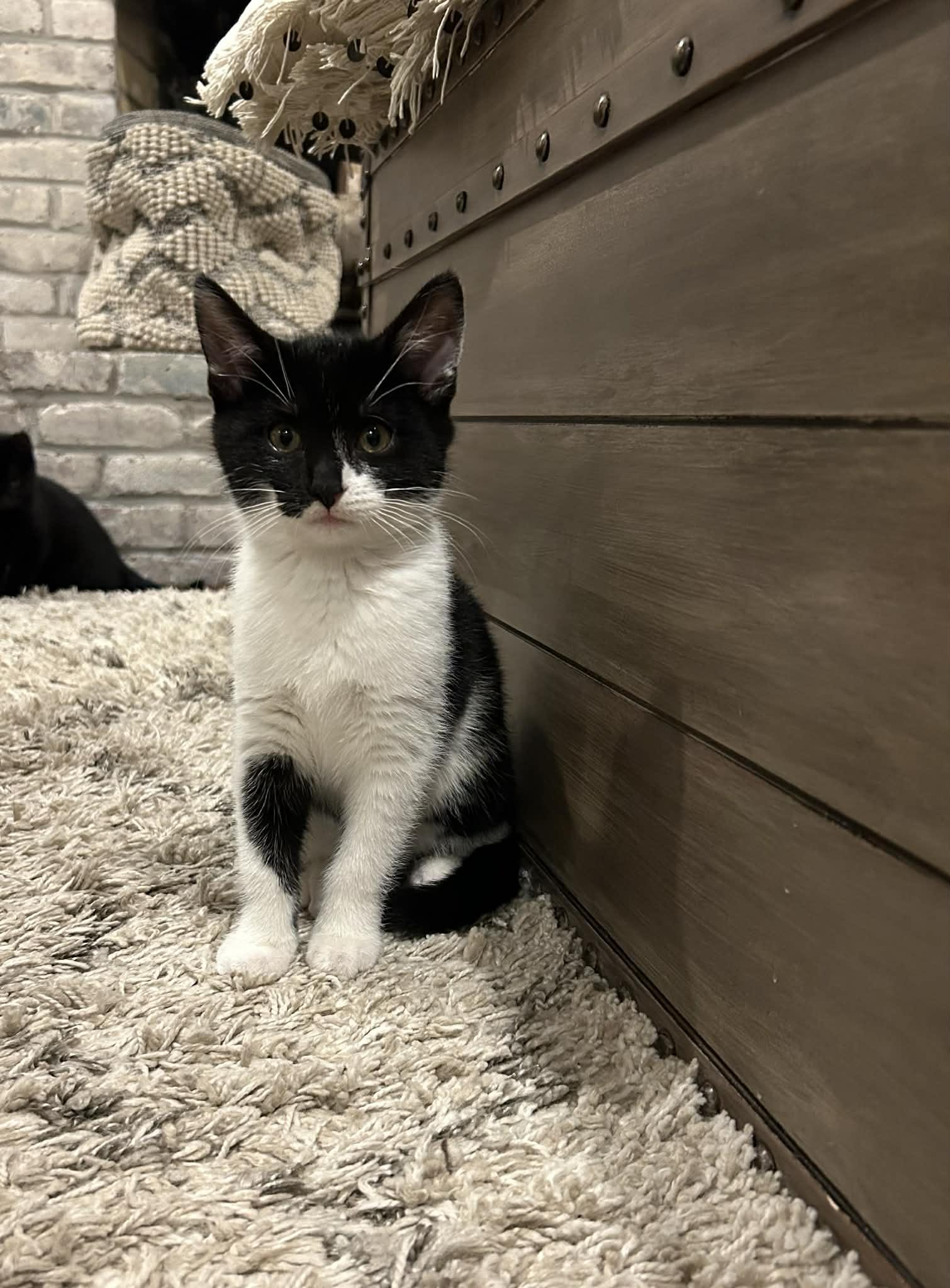 Enlarge Lucy, a ADOPTABLE Domestic Short Hair in Wading River, NY image 2/2