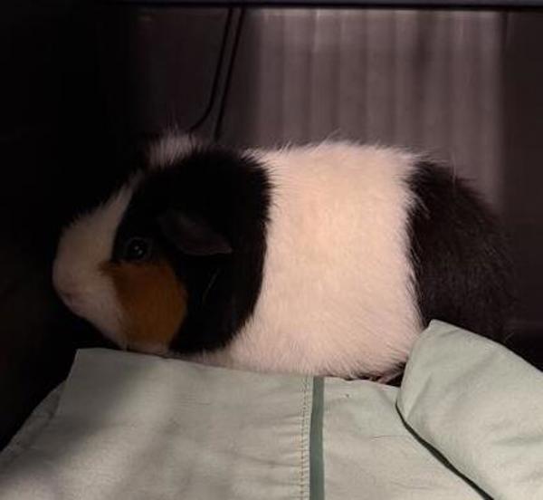 Enlarge Jimmy Neutron, a Adoptable mixed breed in El Cajon, CA image 1/1