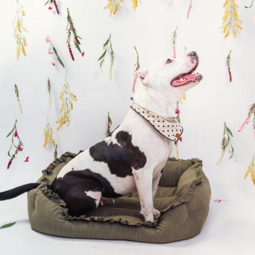 Enlarge Sophie, a Adoptable Pit Bull Terrier in Edmond, OK image 3/6