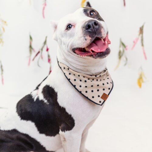 Sophie, Adoptable, Adult Female Pit Bull Terrier.