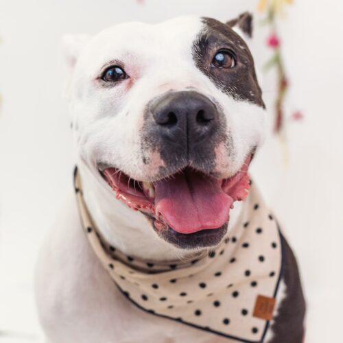 Sophie, a Adoptable Pit Bull Terrier in Edmond, OK image 2/5