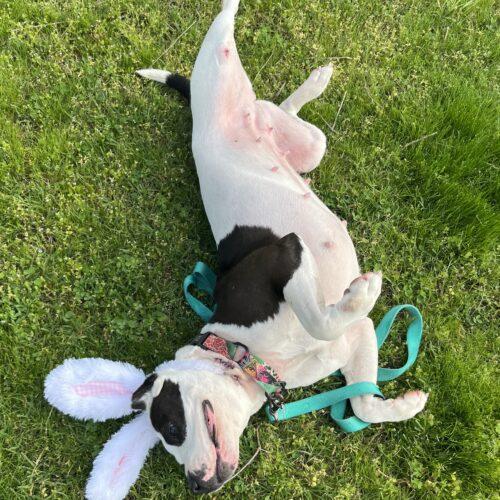 Enlarge Sophie, a Adoptable Pit Bull Terrier in Edmond, OK image 5/6