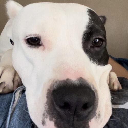 Enlarge Sophie, a Adoptable Pit Bull Terrier in Edmond, OK image 3/6