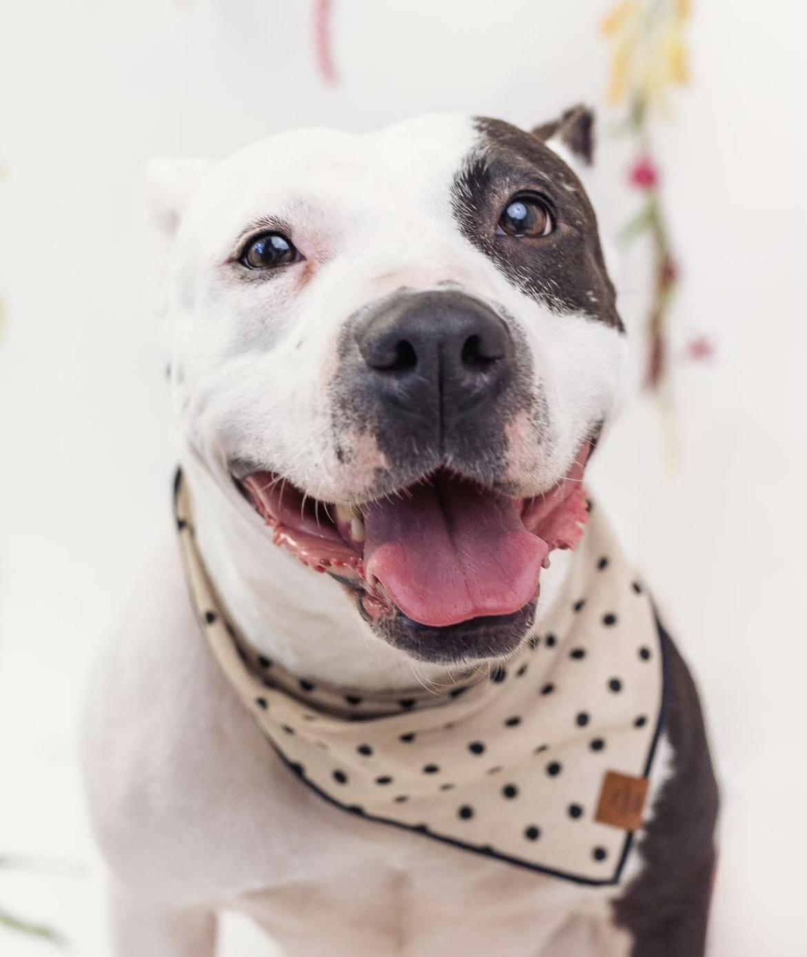 Enlarge Sophie, a Adoptable Pit Bull Terrier in Edmond, OK image 2/6