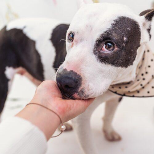 Enlarge Sophie, a Adoptable Pit Bull Terrier in Edmond, OK image 4/6