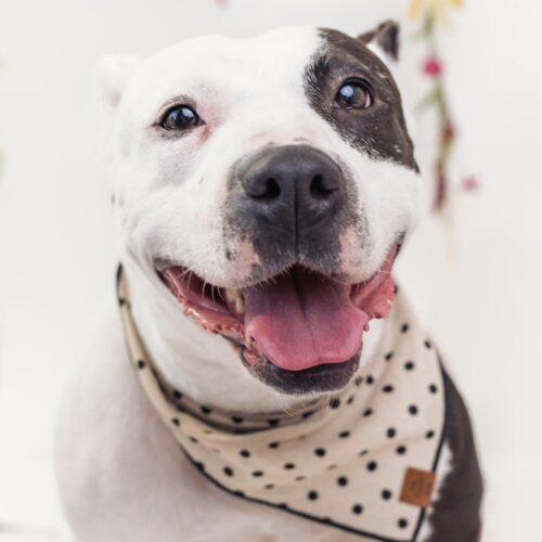 Sophie, a Adoptable Pit Bull Terrier in Edmond, OK image 3/6
