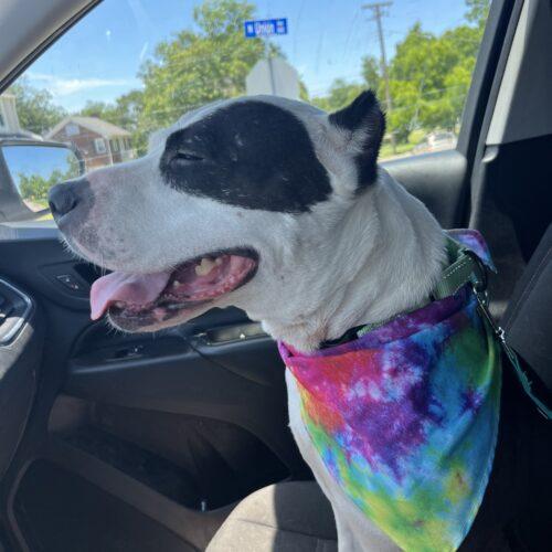 Sophie, a Adoptable Pit Bull Terrier in Edmond, OK image 3/5