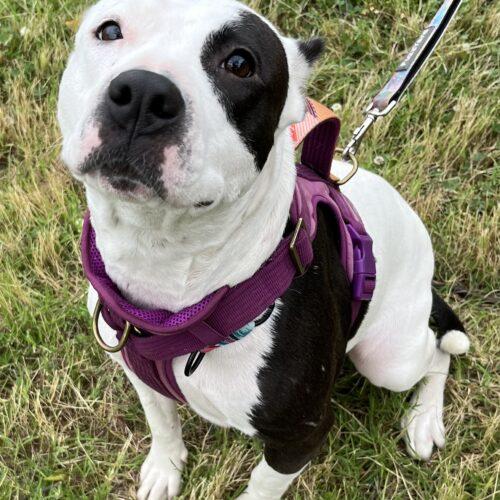 Enlarge Sophie, a Adoptable Pit Bull Terrier in Edmond, OK image 6/6