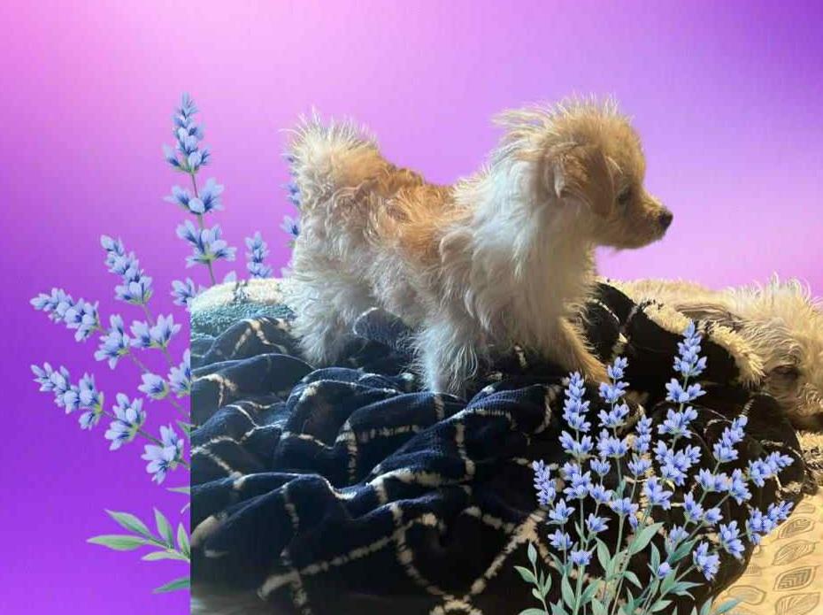 Enlarge Pelusa, a hold mixed breed in Chula Vista, CA image 2/2