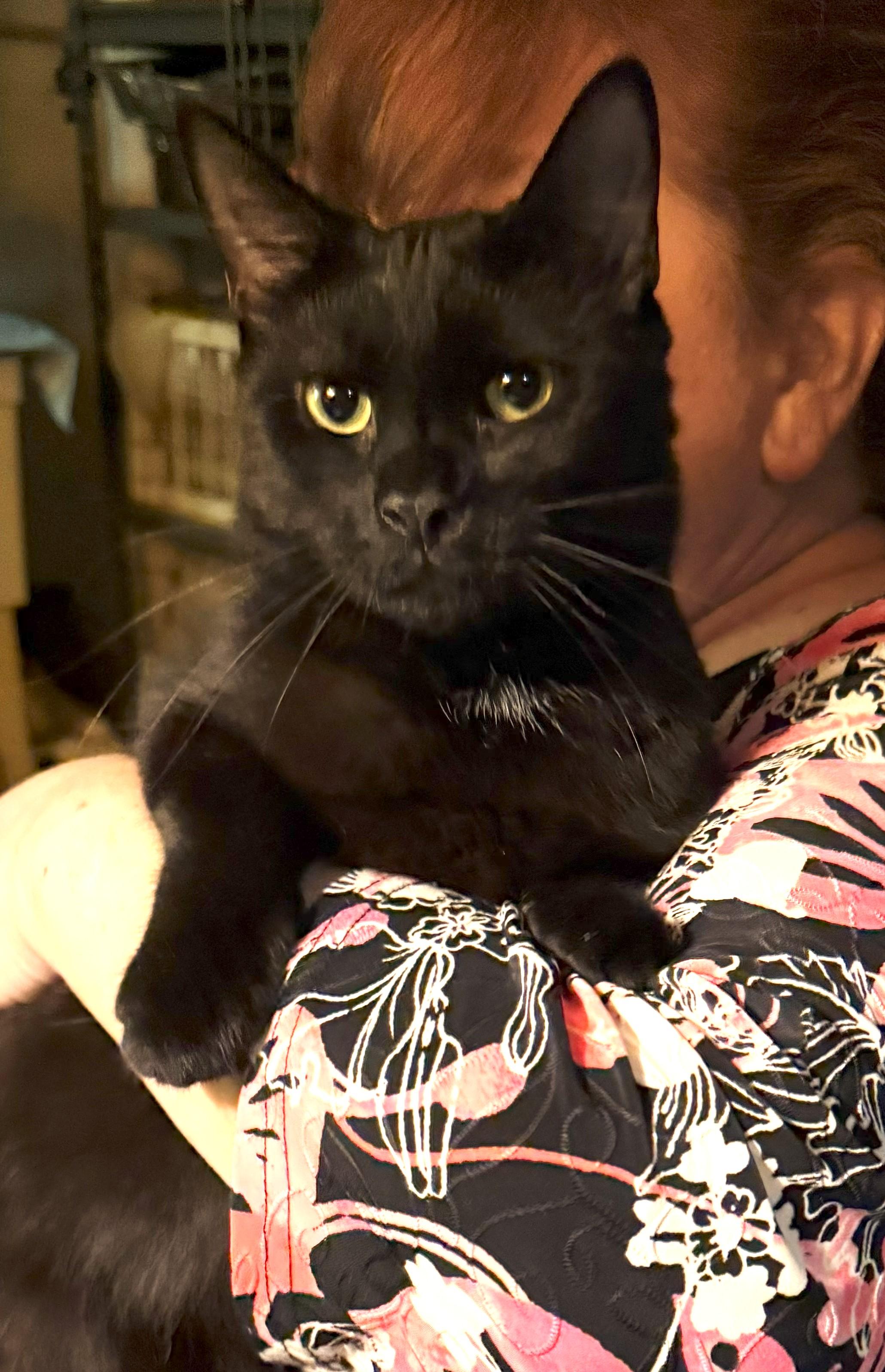 Enlarge Max and Madison - Brother and Sister - Bonded, a Adoptable American Shorthair in East Orange, NJ image 1/2