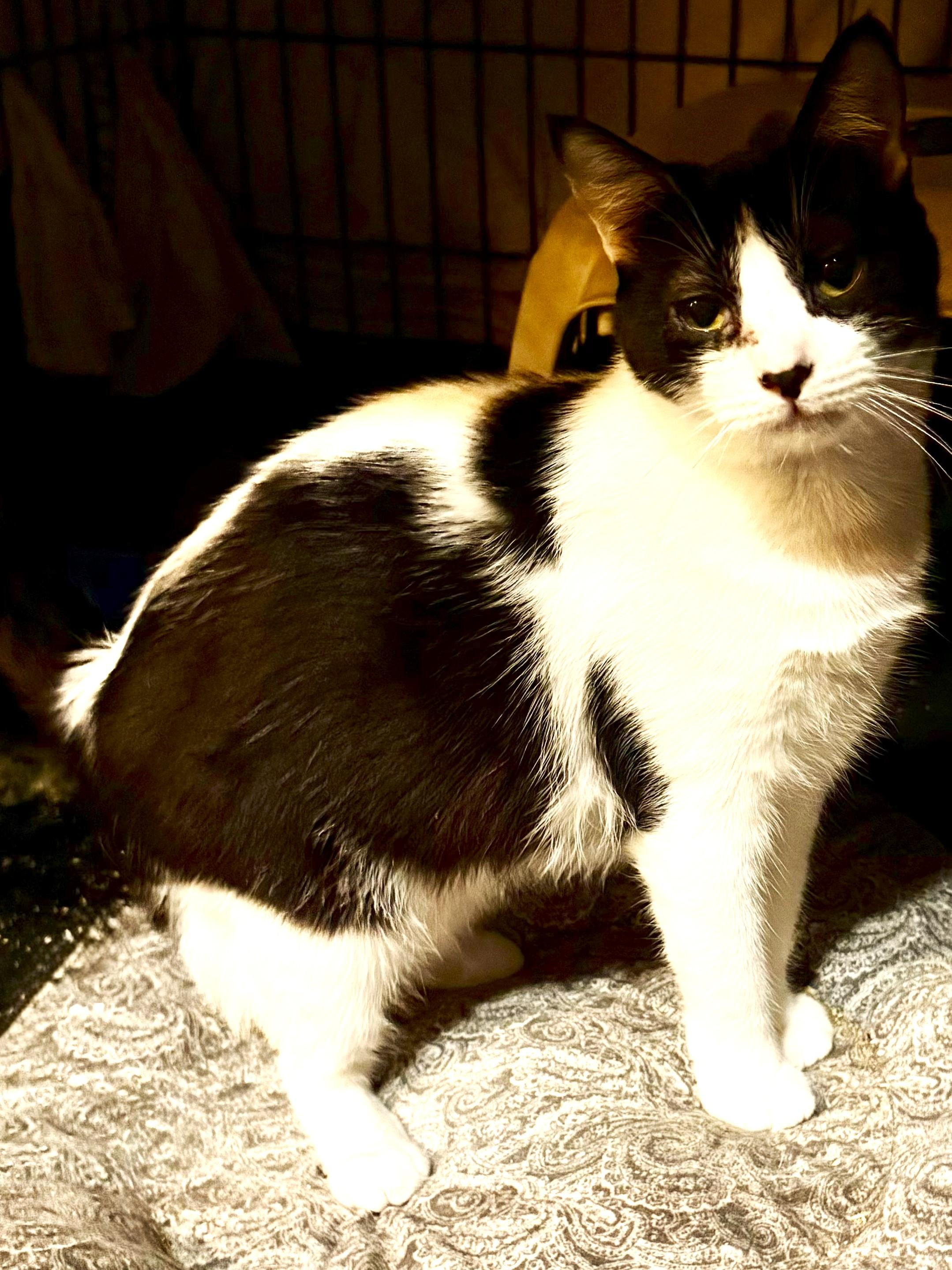 Enlarge Max and Madison - Brother and Sister - Bonded, a Adoptable American Shorthair in East Orange, NJ image 2/2