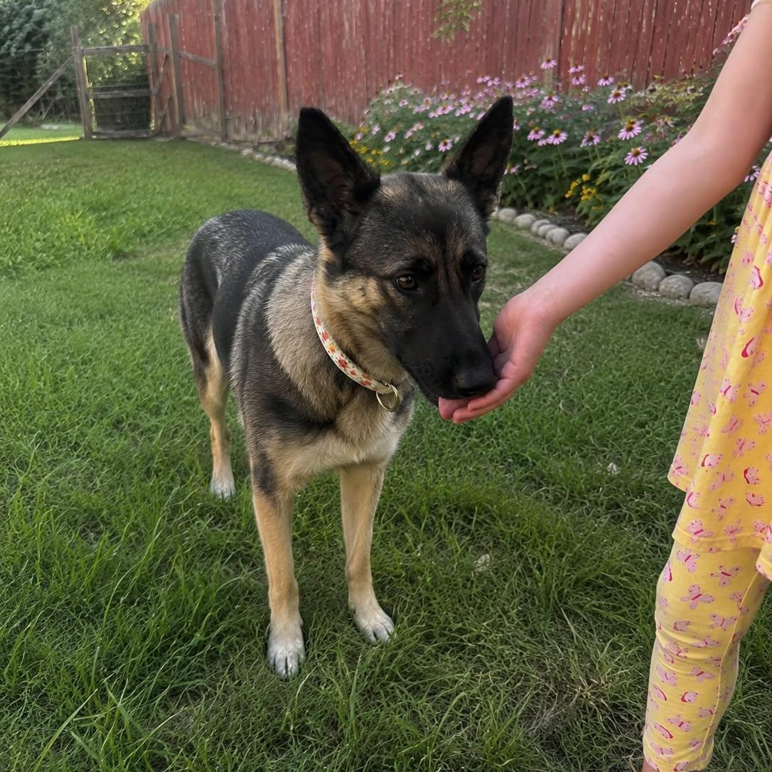 Enlarge BELLA GS, a Adoptable mixed breed in Rochester, NY image 5/6