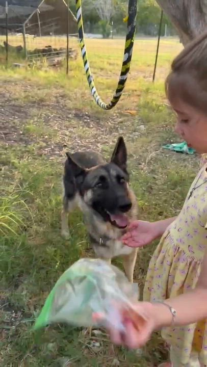Enlarge BELLA GS, a Adoptable mixed breed in Rochester, NY video 4/6