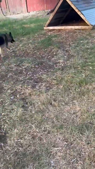 Enlarge BELLA GS, a Adoptable mixed breed in Rochester, NY video 3/6