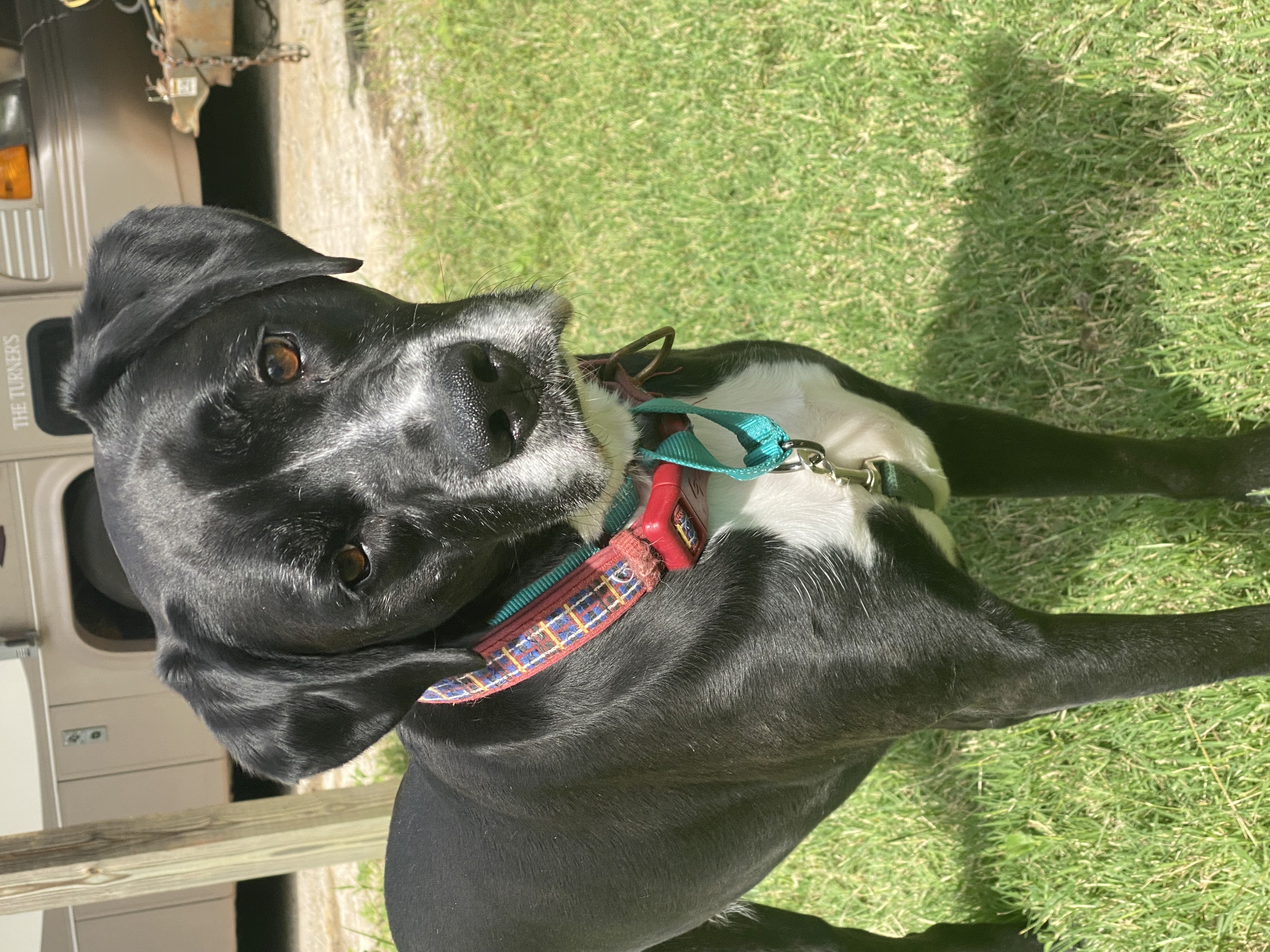 Joanie, a Adoptable mixed breed in Eagleville, TN image 2/2