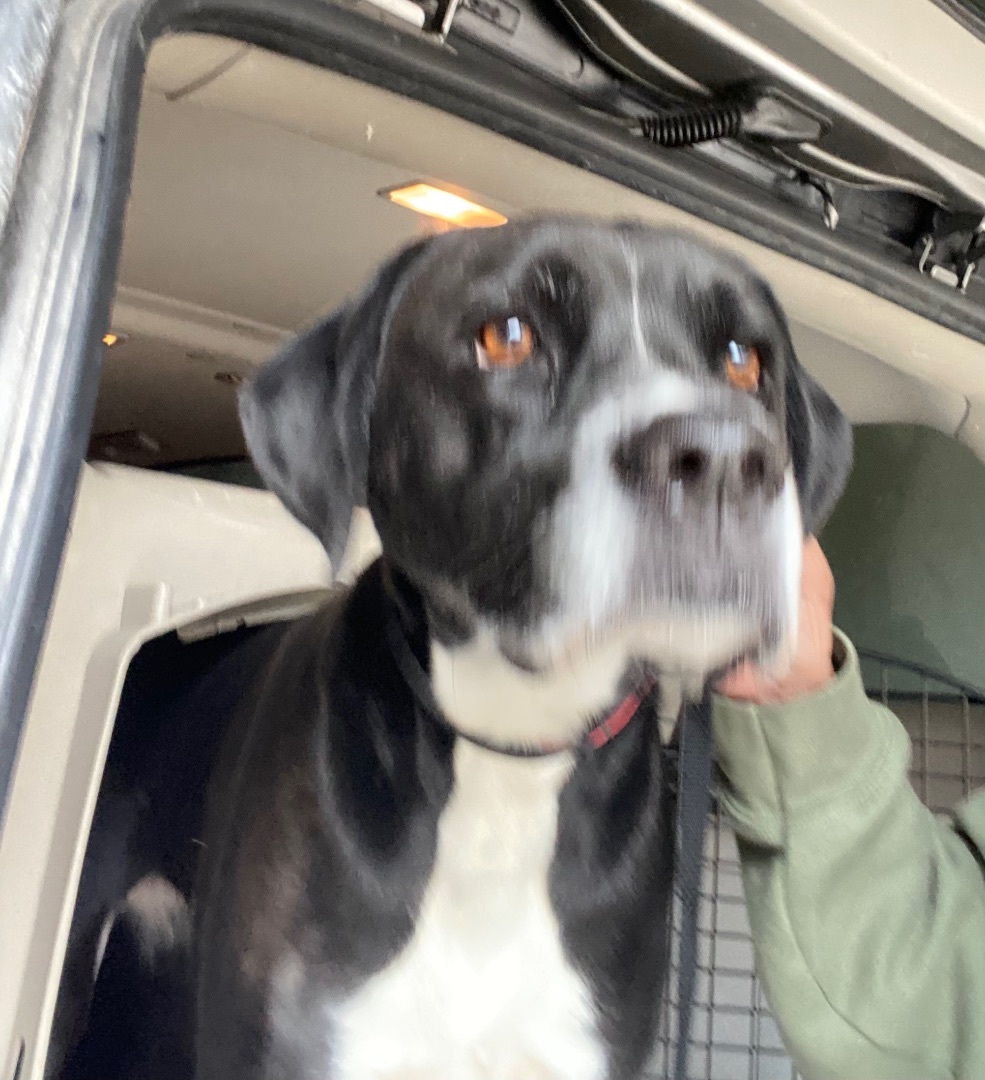 Joanie, Adoptable, Adult Female Boxer & Black Labrador Retriever.