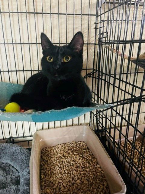 Tully, a Adoptable Domestic Short Hair in Apollo, PA image 1/2